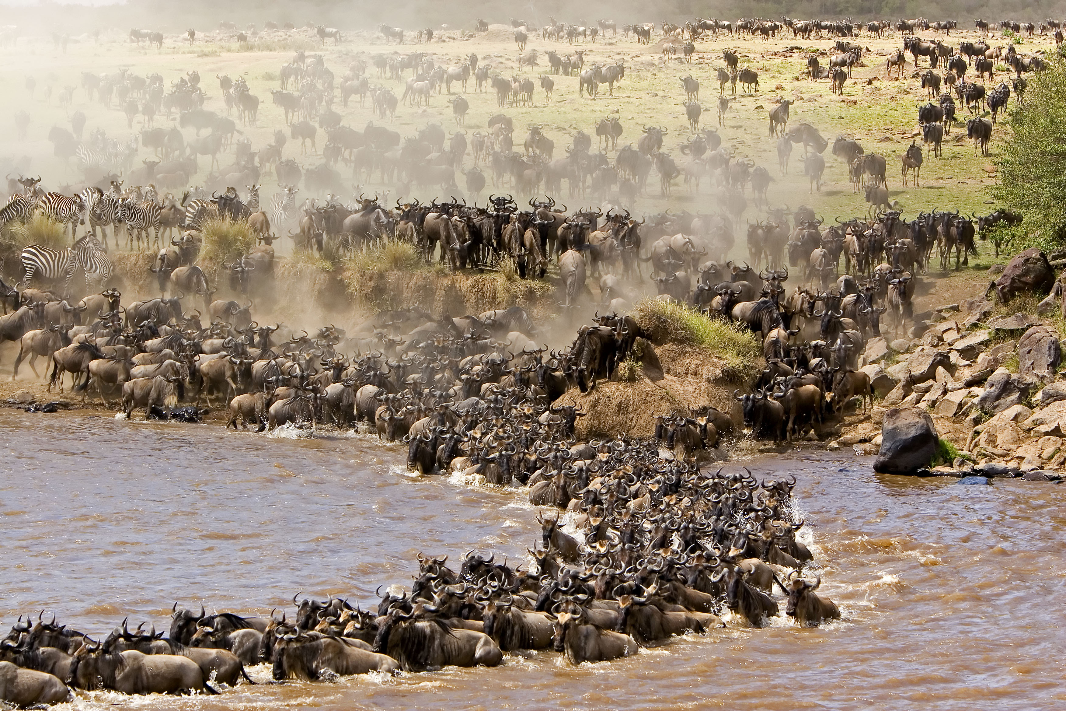 Wildebeest-Migration
